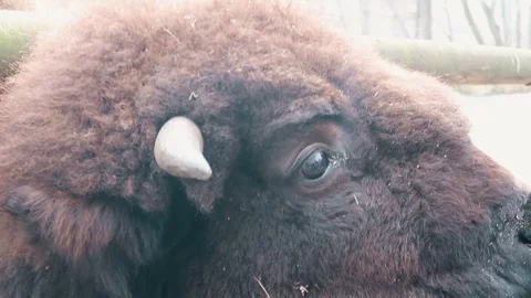 Bison snout close-up slow motion 스톡 동영상 109503291