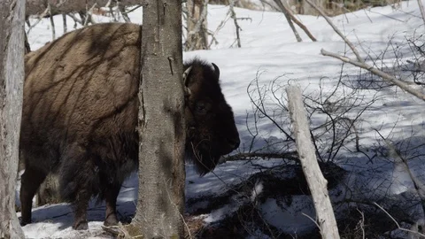 Bison in snow covered forest Stockbeeldmateriaal 106582284