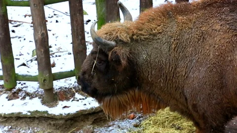 Bison in a snow-covered winter forest Video stock 98494676