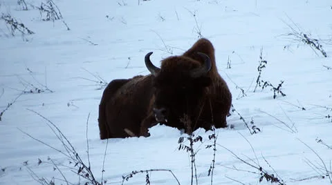 Bison in the snow Stock Footage 26300354