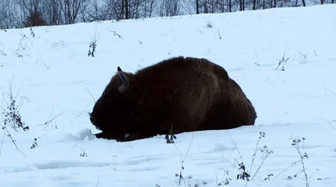 Bison in the snow Stock Footage 26301620