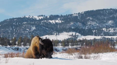 Bison in snow Vídeos de archivo 61578460