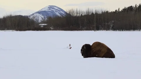 Bison in the snow Stock Footage 127050088