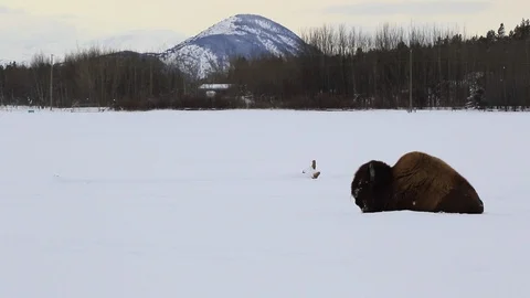 Bison in the snow Stock Footage 127050235