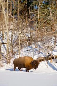 Bison in snow 스톡 사진