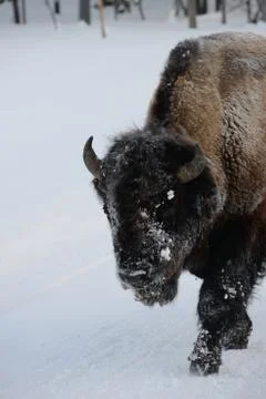 Bison in snow Stock Photos