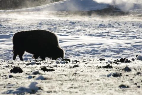 Bison in snow Stock Photos