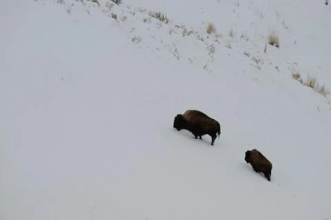 Bison in snow Stock Photos