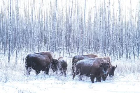 Bison with snow Stock Photos