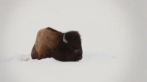 Bison in Snow Resting Yellowstone Stock Footage 42402429