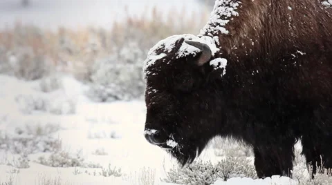 Bison In Snow Yellowstone Stock Footage 42402531
