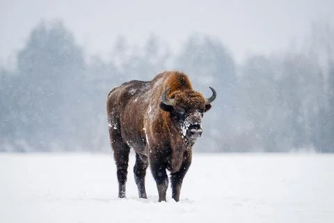 Bison in snowfall Stock Photos