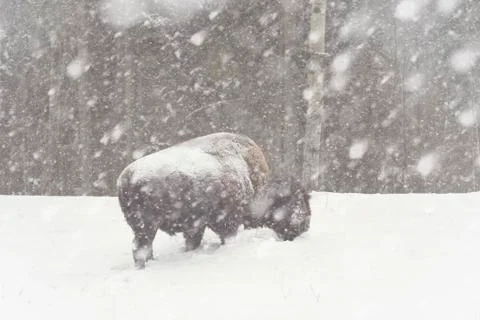 Bison in Snowstorm Stock Photos