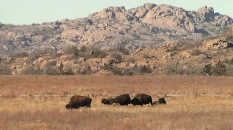 Bison Sparring Stock Footage 18011167