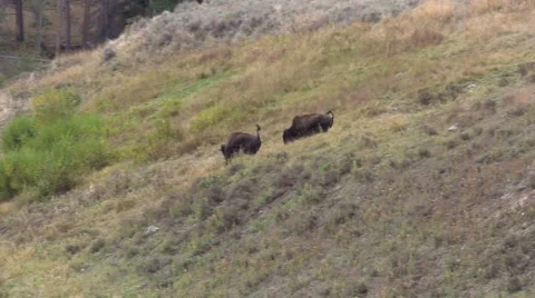 Bison Sparring Vídeos de archivo 55570024