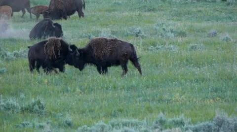 Bison Sparring In Lamar Valley Video stock 11367420