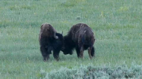 Bison Sparring In Lamar Valley 库存影片 11367796