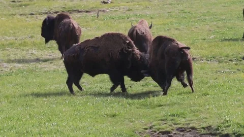 Bison Sparring in Yellowstonw Stock Footage 100944070