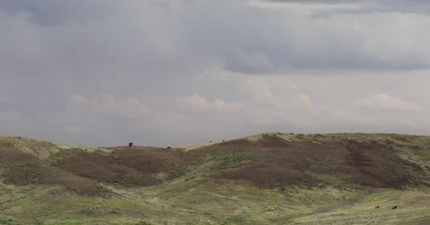 Bison spread out over distant ridge Stock Footage 83458590