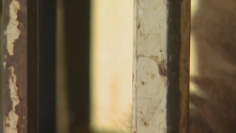 Bison in Squeeze Chute on Ranch Stock Footage 105933439