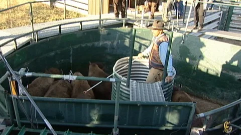 Bison in Stall Stock Footage 98456522