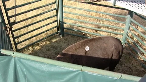Bison in Stall Stock Footage 98462224