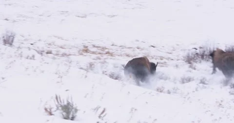 Bison Stampede Vídeo Stock 239963170