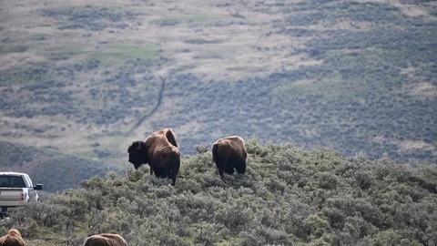 Bison stand on an overlook and watch cars pass on the road below Stock Footage 115849612