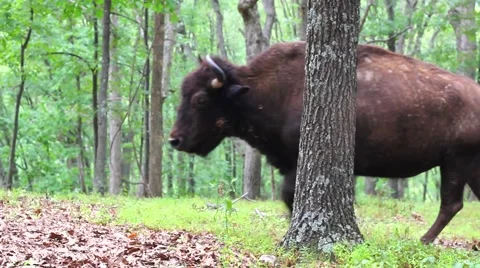 Bison Standing and Licking in Forest Stock Footage 46828113