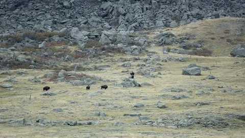 Bison Standing below Rocky Slope on Fort Belknap Indian Reservation Stock Footage 118761771