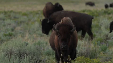 Bison Standing in a Field Stock Footage 323849092
