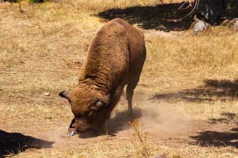 Bison standing in a field Stock Photos