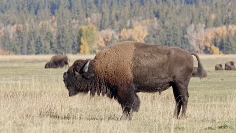 Bison standing in a field a in a scattered herd Vidéo 163137431