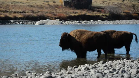 Bison, standing in river water Vidéo 168651876