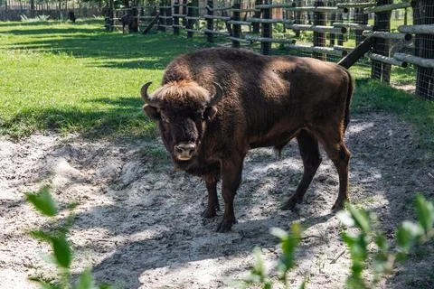 Bison standing on a sandy area surrounded by green grass and wooden fencing.. Stock Photos