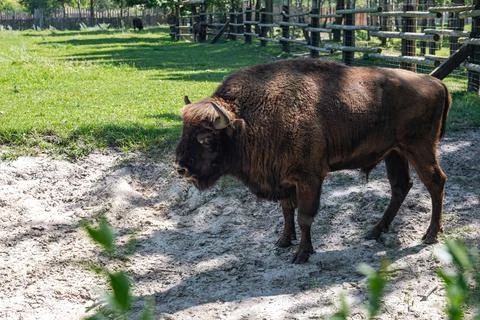 Bison standing on a sandy area surrounded by green grass and wooden fencing.. Stock Photos