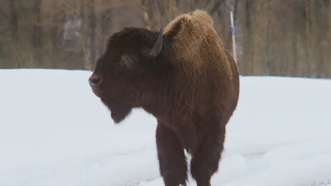 Bison standing in a snowy land Stock Footage 116744696