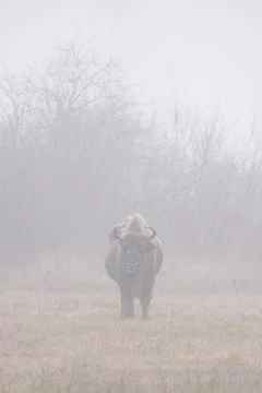 A bison standing on top of a grass covered field Stock Photos