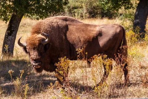 Bison standing by trees Stock Photos