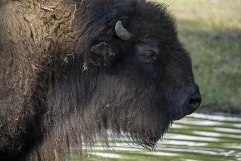 Bison Standing in water Stock Photos