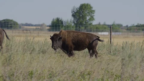Bison stands in pasture looking at camera as tail wags Stock Footage 332432316