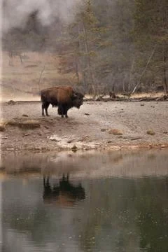 Bison stands by the river Stock Photos