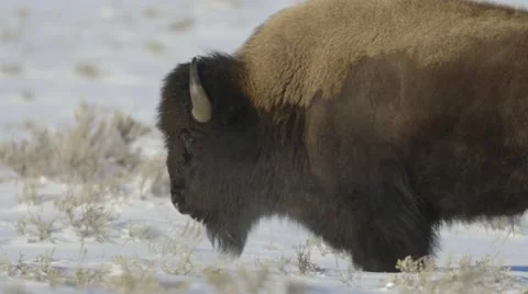 A bison stands in a snowy field Stock Footage 47330555
