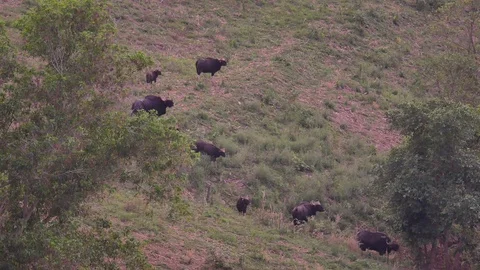 The bison stands still when heard Vidéo 88386199