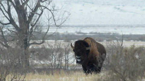 Bison stands stoically in driving snow storm Stock Footage 233902582