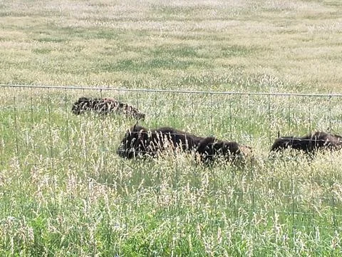 Bison in Summer, Custer State Park, South Dakota Stock Photos