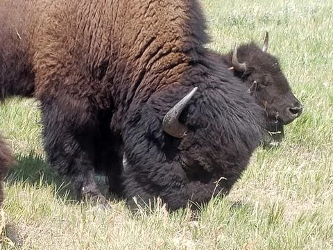 Bison in Summer, Custer State Park, South Dakota 写真素材