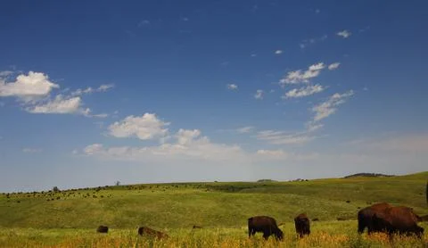 Bison in Summer, Custer State Park, South Dakota Stock Photos