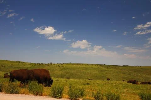 Bison in Summer, Custer State Park, South Dakota Stock Photos