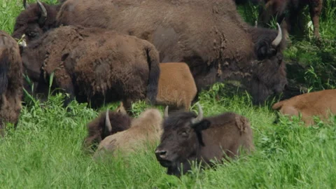 Bison on a sunny day in June Stock Footage 209161601